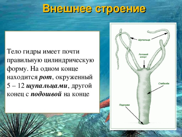 Как найти официальный сайт кракен